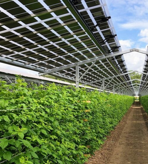 impianto agrivoltaico